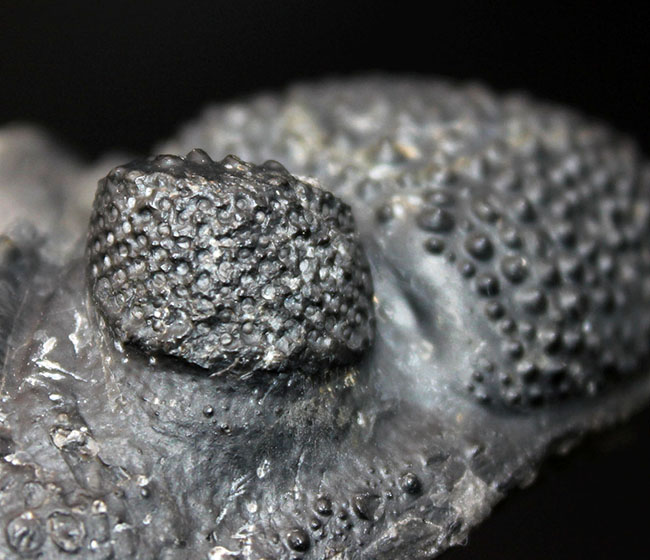 古生代デボン紀を代表する巨大な三葉虫、ドロトプス・メガロマニクス