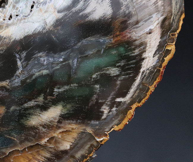 まさに自然が作り出したアート！珍しいグリーンが見られる木の幹の化石、珪化木（Petrified wood）（その4）
