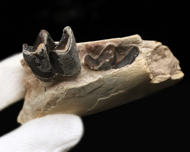 新生代の長期間、北米で大繁栄した小型のサイの仲間、ヒラコドン(Hyracodon)の顎付き歯化石(その2)