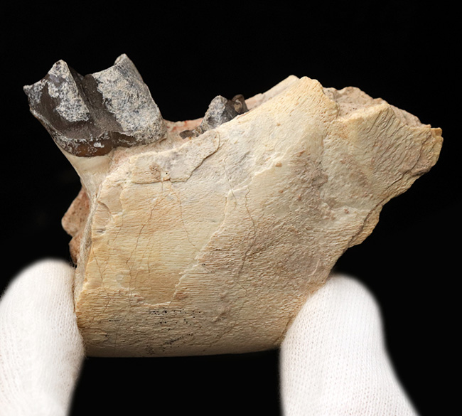 新生代の長期間、北米で大繁栄した小型のサイの仲間、ヒラコドン(Hyracodon)の顎付き歯化石(その3)