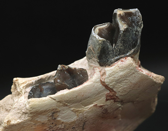 新生代の長期間、北米で大繁栄した小型のサイの仲間、ヒラコドン(Hyracodon)の顎付き歯化石(その4)