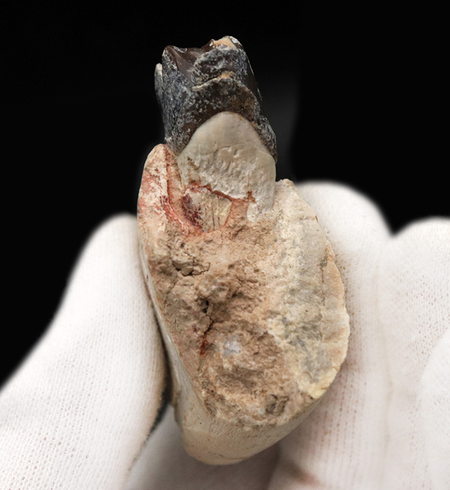新生代の長期間、北米で大繁栄した小型のサイの仲間、ヒラコドン(Hyracodon)の顎付き歯化石(その5)