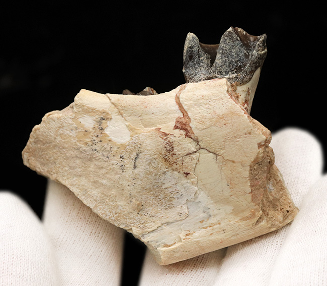 新生代の長期間、北米で大繁栄した小型のサイの仲間、ヒラコドン(Hyracodon)の顎付き歯化石(その6)