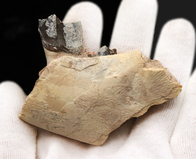 新生代の長期間、北米で大繁栄した小型のサイの仲間、ヒラコドン(Hyracodon)の顎付き歯化石(その7)
