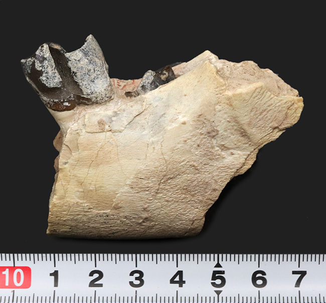 新生代の長期間、北米で大繁栄した小型のサイの仲間、ヒラコドン(Hyracodon)の顎付き歯化石(その8)