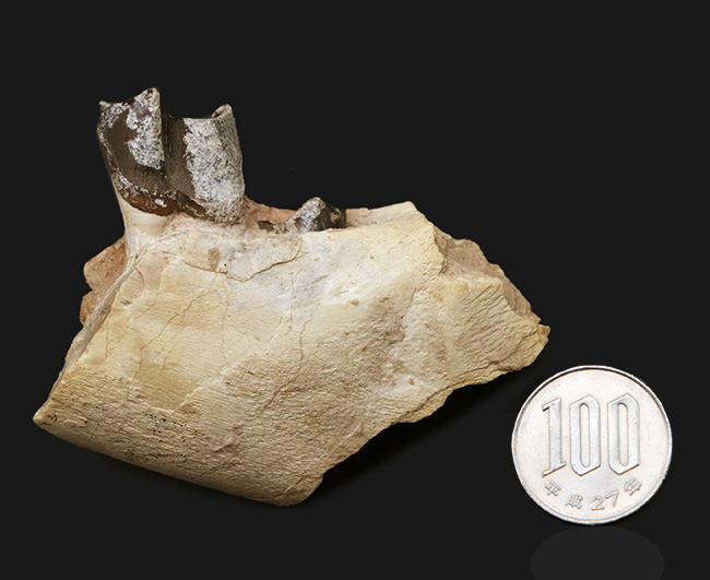 新生代の長期間、北米で大繁栄した小型のサイの仲間、ヒラコドン(Hyracodon)の顎付き歯化石(その9)