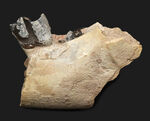 新生代の長期間、北米で大繁栄した小型のサイの仲間、ヒラコドン（Hyracodon）の顎付き歯化石