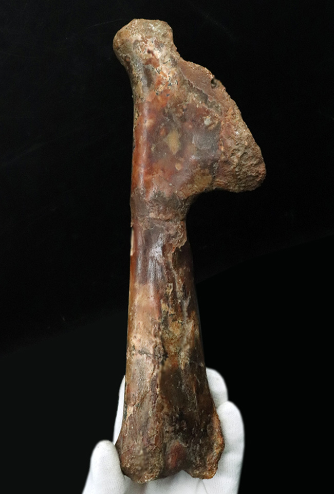 「掘り出しもの」とは、まさにこれのこと。図鑑の中ではなく、ここに実在！サンタナ層で発見された翼竜、フライングモンスター、アンハングエラ（Anhanguera santanae）の上腕の化石（その1）