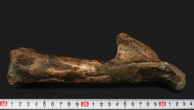 「掘り出しもの」とは、まさにこれのこと。図鑑の中ではなく、ここに実在！サンタナ層で発見された翼竜、フライングモンスター、アンハングエラ（Anhanguera santanae）の上腕の化石（その12）