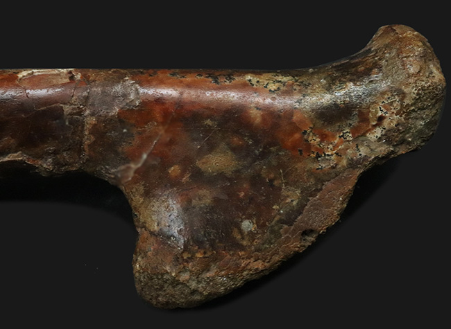 「掘り出しもの」とは、まさにこれのこと。図鑑の中ではなく、ここに実在！サンタナ層で発見された翼竜、フライングモンスター、アンハングエラ（Anhanguera santanae）の上腕の化石（その3）