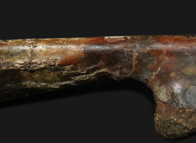 「掘り出しもの」とは、まさにこれのこと。図鑑の中ではなく、ここに実在！サンタナ層で発見された翼竜、フライングモンスター、アンハングエラ（Anhanguera santanae）の上腕の化石（その4）