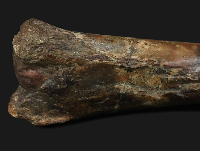 「掘り出しもの」とは、まさにこれのこと。図鑑の中ではなく、ここに実在！サンタナ層で発見された翼竜、フライングモンスター、アンハングエラ（Anhanguera santanae）の上腕の化石（その5）