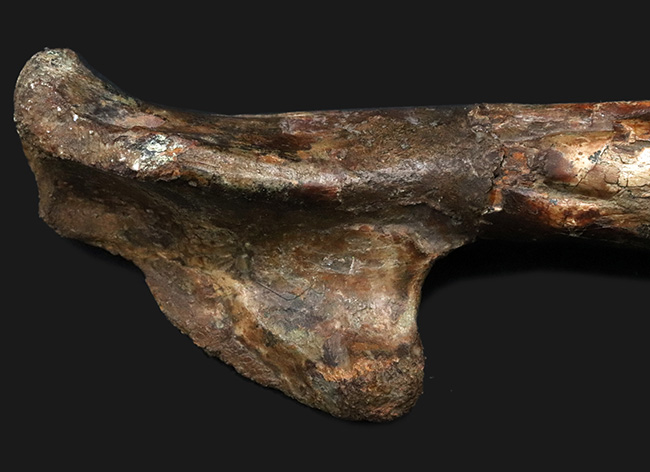 「掘り出しもの」とは、まさにこれのこと。図鑑の中ではなく、ここに実在！サンタナ層で発見された翼竜、フライングモンスター、アンハングエラ（Anhanguera santanae）の上腕の化石（その8）