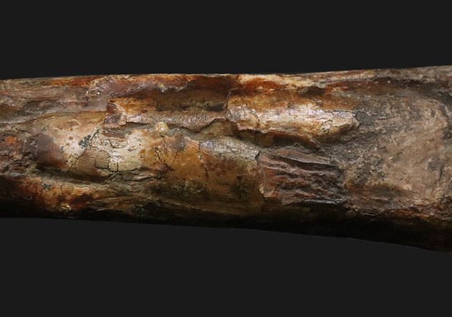 「掘り出しもの」とは、まさにこれのこと。図鑑の中ではなく、ここに実在！サンタナ層で発見された翼竜、フライングモンスター、アンハングエラ（Anhanguera santanae）の上腕の化石（その9）