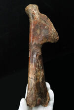 「掘り出しもの」とは、まさにこれのこと。図鑑の中ではなく、ここに実在！サンタナ層で発見された翼竜、フライングモンスター、アンハングエラ（Anhanguera santanae）の上腕の化石