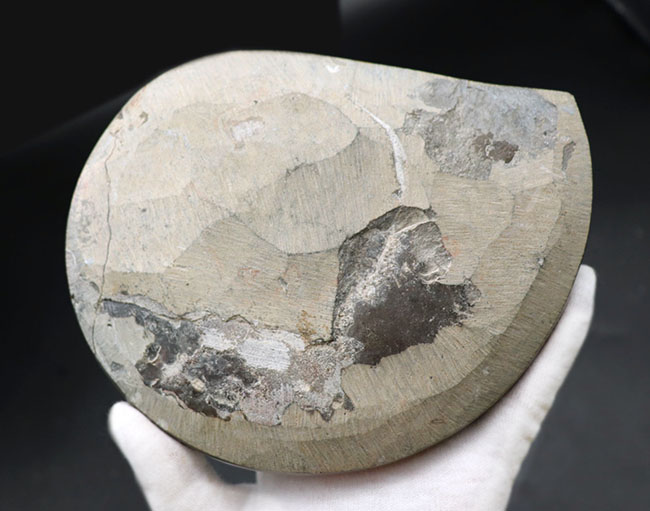 ビッグ！１６センチオーバー大判のゴニアタイト（Goniatite）の化石。アンモナイトの祖先。（その7）