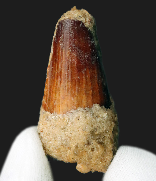 根本の周長65ミリ!太い!およそ1億年前の北アフリカの海辺の王者、スピノサウルス(Spinosaurus)の歯化石(その1)