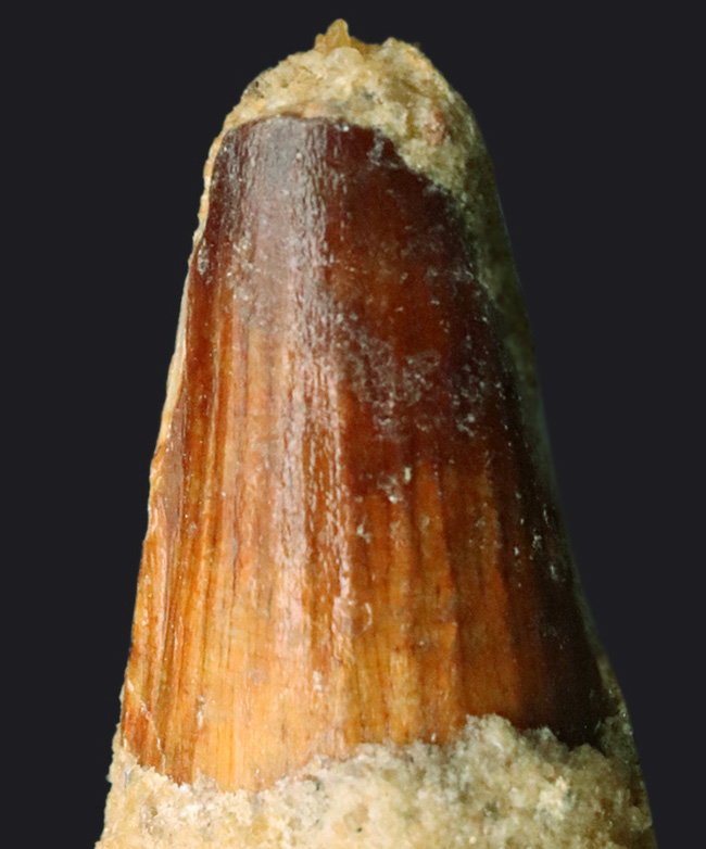 根本の周長65ミリ!太い!およそ1億年前の北アフリカの海辺の王者、スピノサウルス(Spinosaurus)の歯化石(その2)