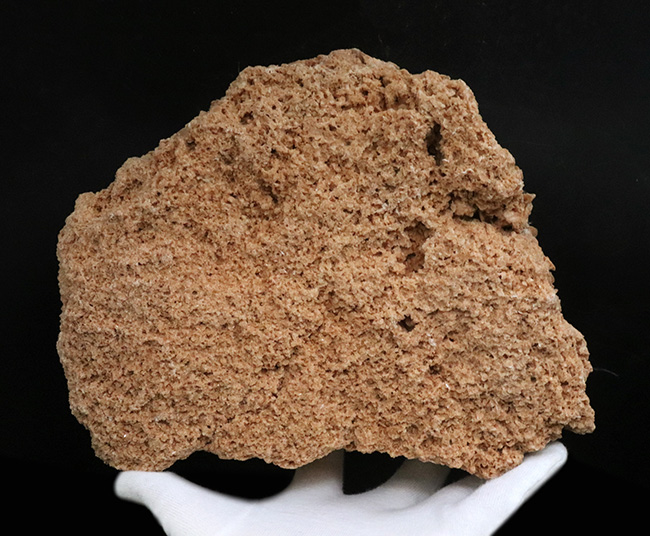 2660グラムを超える特大標本!サハラ砂漠に咲いたセレナイトの結晶、その名も「砂漠のバラ(Desert Rose)」(その6)