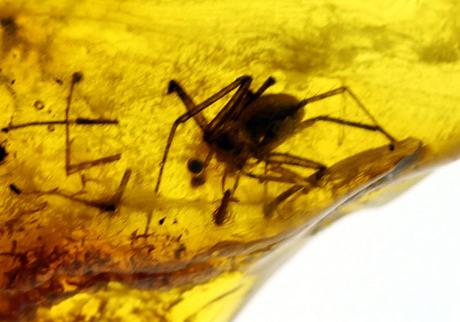 長い足を持った蜘蛛（クモ）と多数の星状毛を内包したバルティックアンバー（その10）
