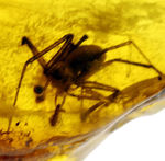 長い足を持った蜘蛛（クモ）と多数の星状毛を内包したバルティックアンバー