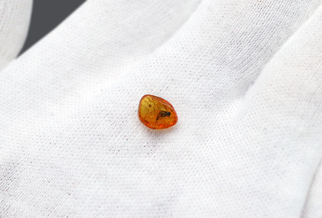 小さな琥珀に詰まった大きなロマン！キノコバエ科の虫を内包したバルティックアンバー（Amber）（その5）