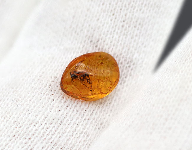 小さな琥珀に詰まった大きなロマン！キノコバエ科の虫を内包したバルティックアンバー（Amber）（その6）