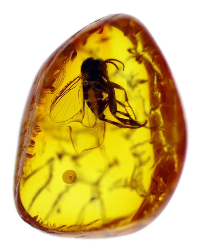小さな琥珀に詰まった大きなロマン！キノコバエ科の虫を内包したバルティックアンバー（Amber）（その7）