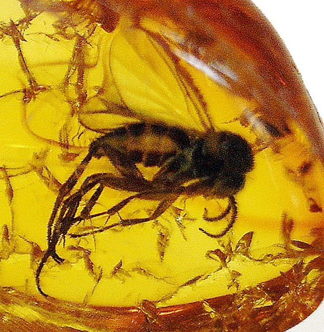 小さな琥珀に詰まった大きなロマン！キノコバエ科の虫を内包したバルティックアンバー（Amber）（その8）