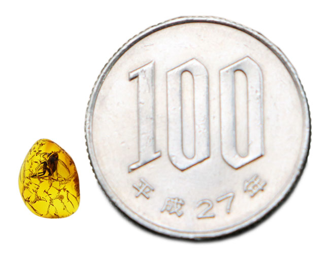 小さな琥珀に詰まった大きなロマン！キノコバエ科の虫を内包したバルティックアンバー（Amber）（その9）