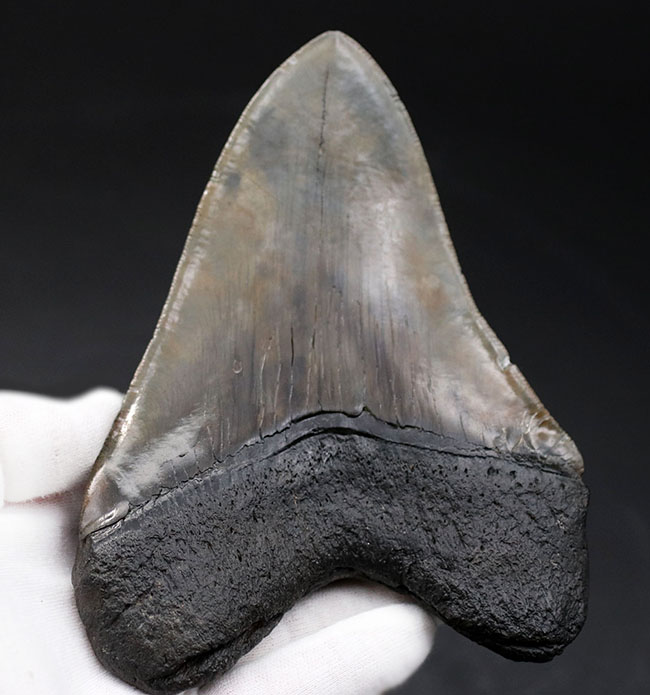 化石セブン史上最大級のサイズを誇る、ロングカーブ計測１６１ミリに達する、まさに「メガ」なメガロドン（Carcharodon megalodon）の歯化石（その1）