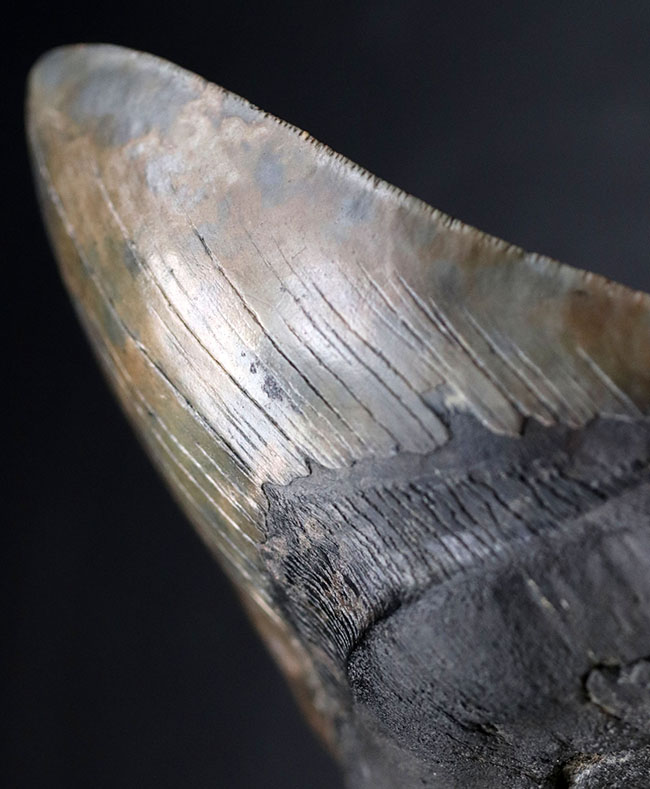化石セブン史上最大級のサイズを誇る、ロングカーブ計測１６１ミリに達する、まさに「メガ」なメガロドン（Carcharodon megalodon）の歯化石（その11）