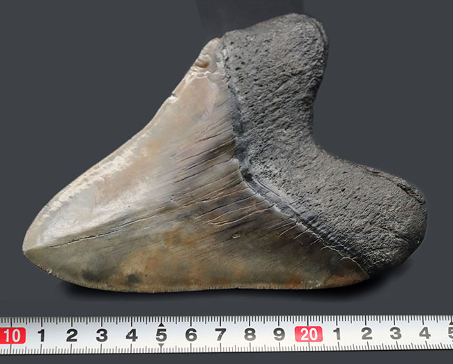 化石セブン史上最大級のサイズを誇る、ロングカーブ計測１６１ミリに達する、まさに「メガ」なメガロドン（Carcharodon megalodon）の歯化石（その13）