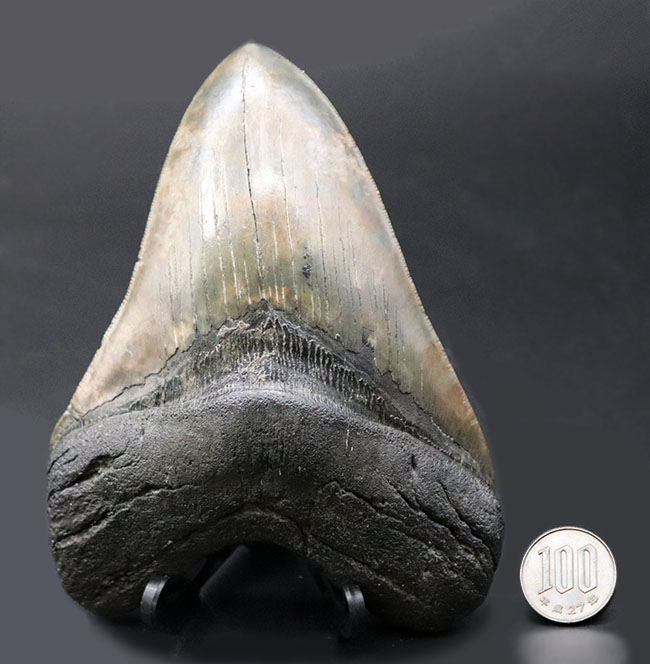 化石セブン史上最大級のサイズを誇る、ロングカーブ計測１６１ミリに達する、まさに「メガ」なメガロドン（Carcharodon megalodon）の歯化石（その14）