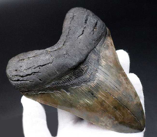 化石セブン史上最大級のサイズを誇る、ロングカーブ計測１６１ミリに達する、まさに「メガ」なメガロドン（Carcharodon megalodon）の歯化石（その2）