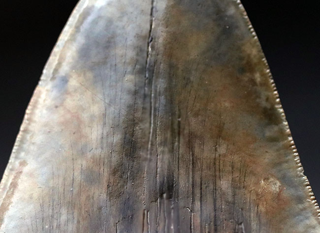 メガロドンの歯の化石 mgaz5005 | Megalodon-teeth.jp