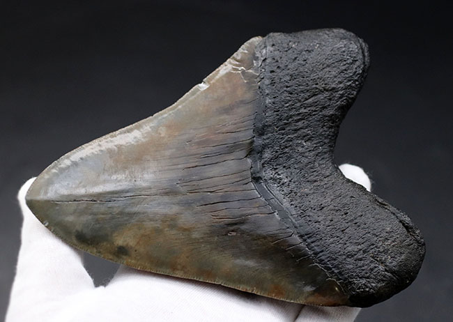 化石セブン史上最大級のサイズを誇る、ロングカーブ計測１６１ミリに達する、まさに「メガ」なメガロドン（Carcharodon megalodon）の歯化石（その6）