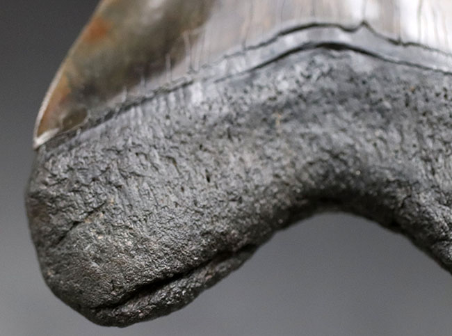 化石セブン史上最大級のサイズを誇る、ロングカーブ計測１６１ミリに達する、まさに「メガ」なメガロドン（Carcharodon megalodon）の歯化石（その8）