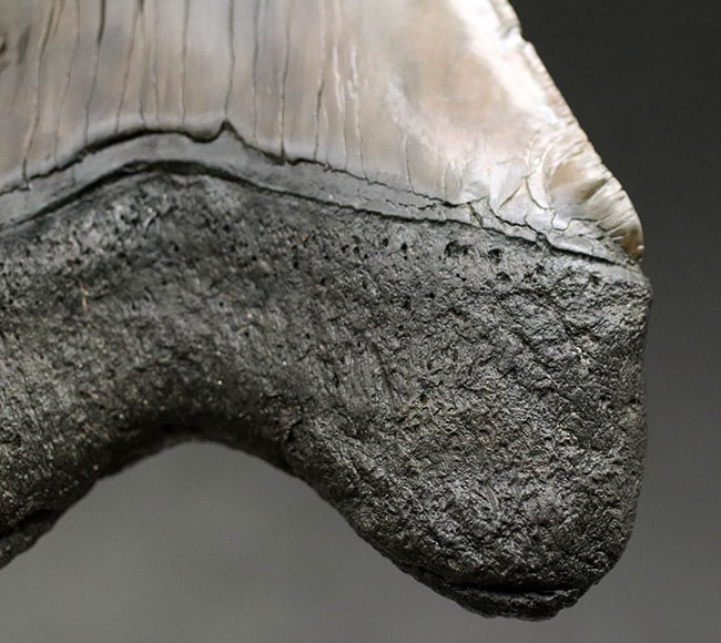 化石セブン史上最大級のサイズを誇る、ロングカーブ計測１６１ミリに達する、まさに「メガ」なメガロドン（Carcharodon megalodon）の歯化石（その9）