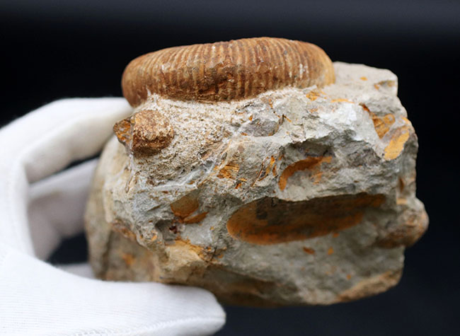 殻のほどけっぷりにご注目！モロッコ産の異常巻きアンモナイト、アンキロセラス（Ancyloceras）の上質化石（その10）