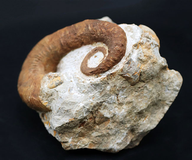 殻のほどけっぷりにご注目！モロッコ産の異常巻きアンモナイト、アンキロセラス（Ancyloceras）の上質化石（その6）