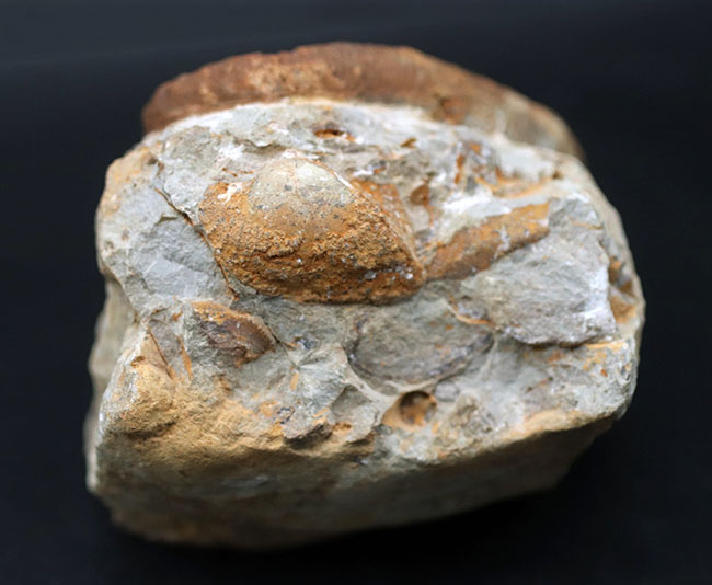 殻のほどけっぷりにご注目！モロッコ産の異常巻きアンモナイト、アンキロセラス（Ancyloceras）の上質化石（その7）