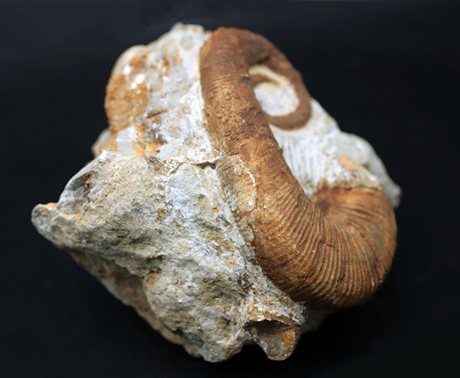 殻のほどけっぷりにご注目！モロッコ産の異常巻きアンモナイト、アンキロセラス（Ancyloceras）の上質化石（その8）