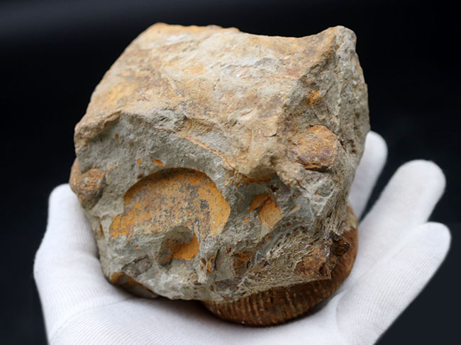 殻のほどけっぷりにご注目！モロッコ産の異常巻きアンモナイト、アンキロセラス（Ancyloceras）の上質化石（その9）