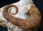 殻のほどけっぷりにご注目！モロッコ産の異常巻きアンモナイト、アンキロセラス（Ancyloceras）の上質化石