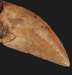 人気！北アフリカの約１億年の地層から採集された小型獣脚類、ラプトル（Raptor）の歯化石