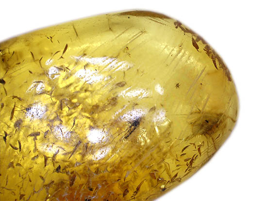 植物片に垣間見える虫たち。古代の森のドラマを感じさせる、バルト海産琥珀(その11)