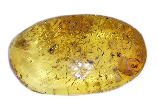 植物片に垣間見える虫たち。古代の森のドラマを感じさせる、バルト海産