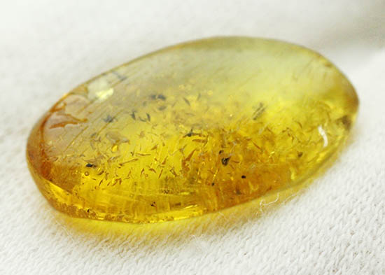 植物片に垣間見える虫たち。古代の森のドラマを感じさせる、バルト海産琥珀(その4)