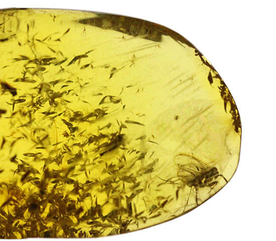 植物片に垣間見える虫たち。古代の森のドラマを感じさせる、バルト海産琥珀(その5)